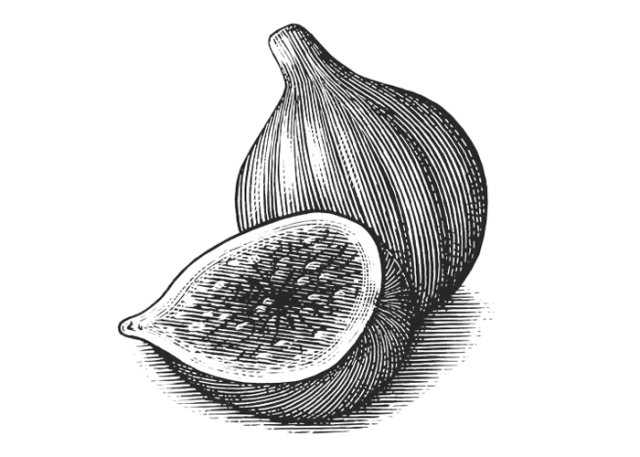 figs art